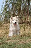 CHIEN FINNOIS DE LAPONIE 254